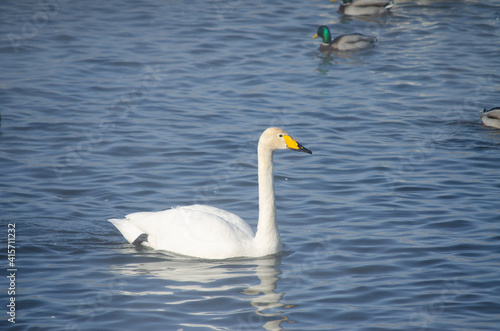 white swan close up. beautiful swan on the water. mute swan