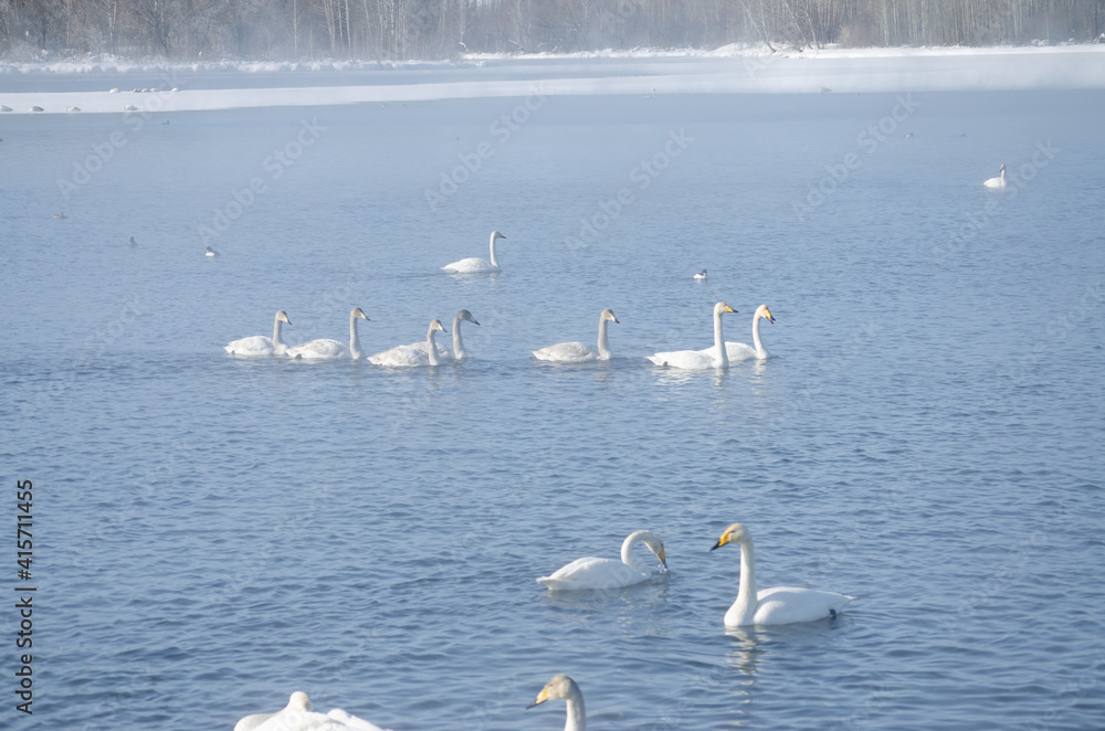 swans on the lake. white swans gna winter lake