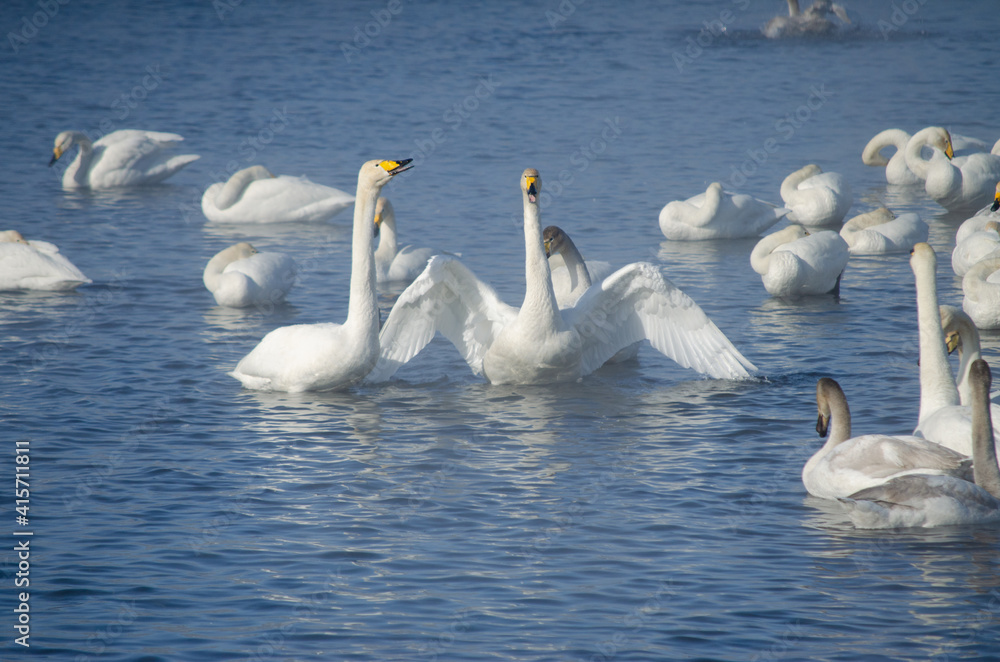 Fototapeta premium white swan flaps its wings. the swan spread its wings on the lake. flock of swans on the lake in winter