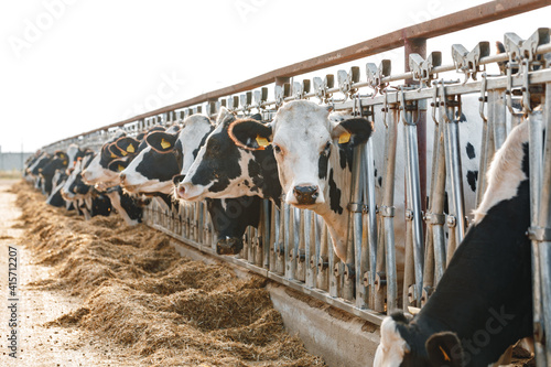 Black and white spotty cows on a farm photo