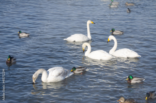swans on the lake. white leprechaun swans in winter lake. swans and ducks swim on the water