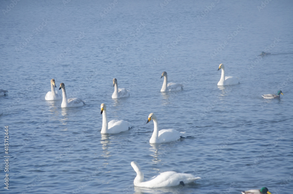 white swans and on the lake in winter. swans on a winter lake. beautiful swans on the lake. a flock of swans. mute swan