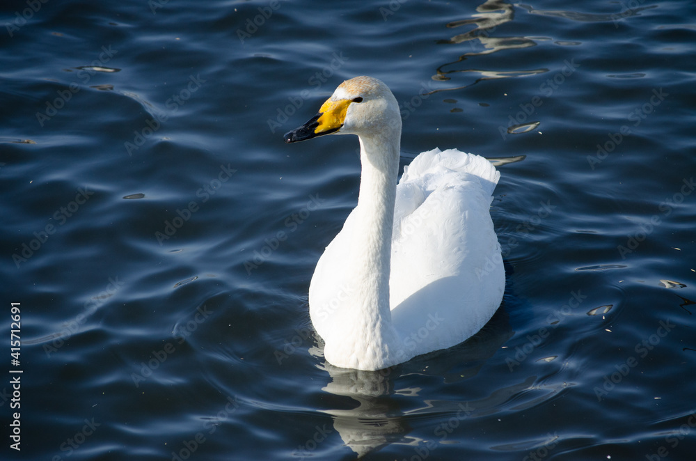 Naklejka premium white swan close up. beautiful swan on the water. mute swan