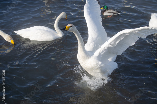 white swan flaps its wings. the swan spread its wings on the lake. beautiful swan close up