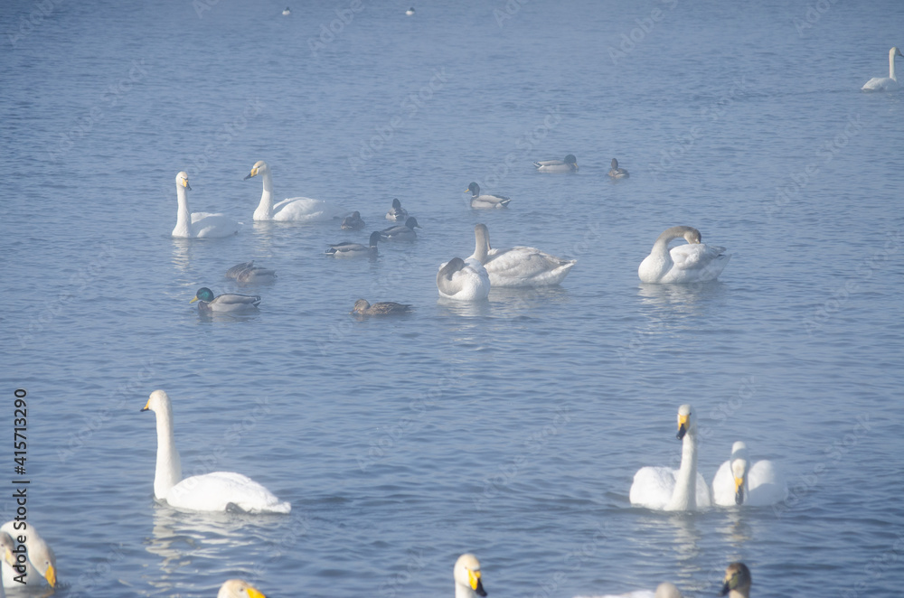 white swans and ducks on the lake in winter. swans on a winter lake. beautiful swans on the lake. a flock of swans.