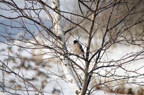 bird on a branch in winter. little bird on the birch