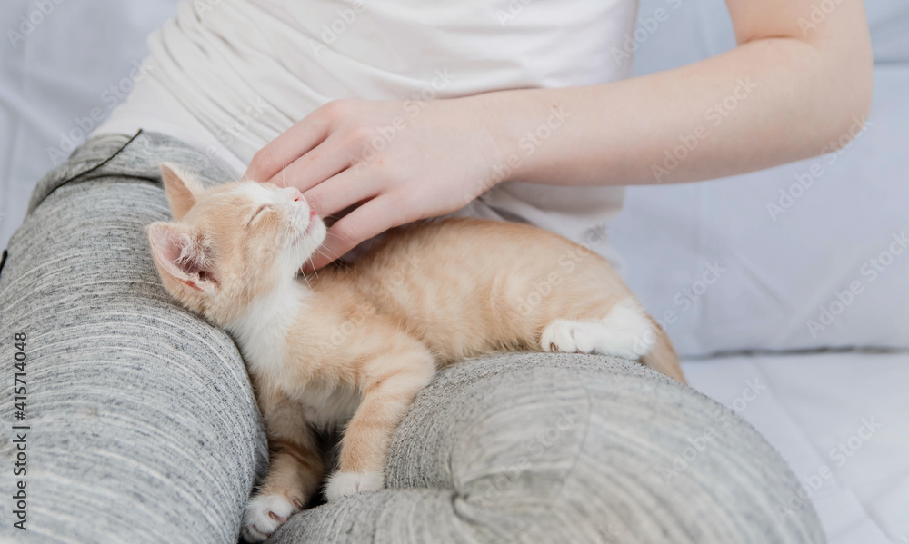 A small red kitten lies on the legs of a girl, a girl strokes a kitten. The concept of love and care for a pet.