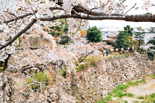 Koriyama castle park cherry blossoms festival in Nara, japan photo