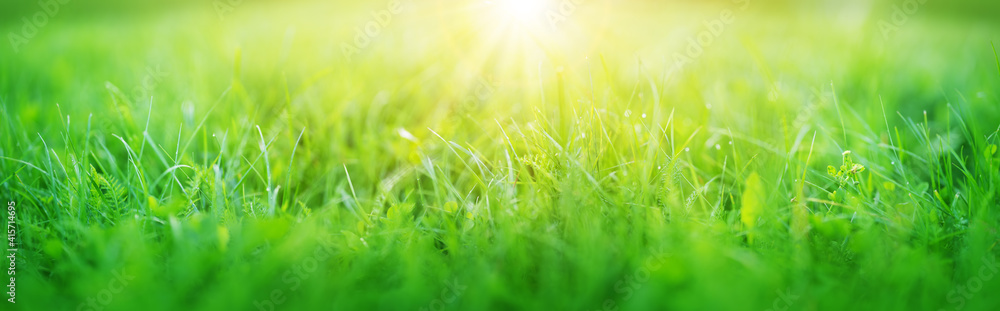 Obraz premium Fresh green grass background in sunny summer day