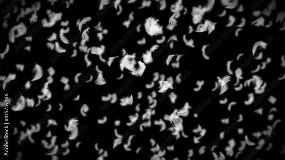 Flying many white feathers on black background. Beautiful feather floating in air. Happiness concept. 3D loop animation of feathers. Flying many white feathers on black background. Beautiful feather floating in air. Happiness concept. 3D loop animation of feathers.