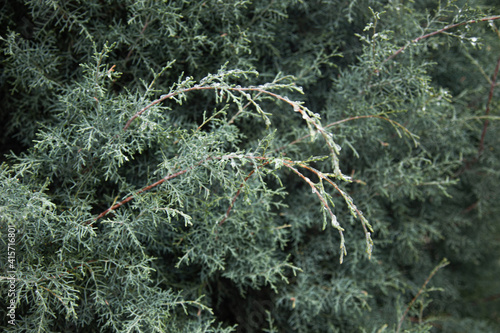 Virginian juniper tree branches covered with frost; Juniperus virginiana photo