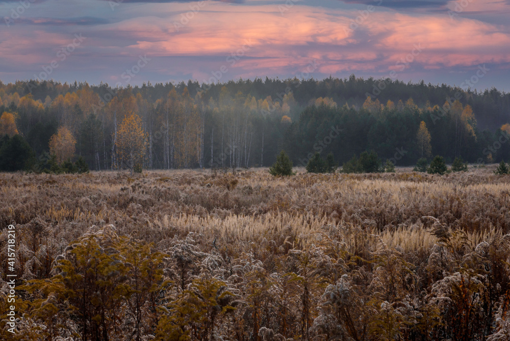 forest in the morning forest in the morning