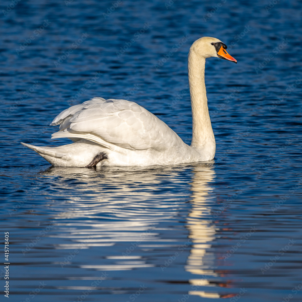 Mute swan, Cygnus olor swimming on a lake Mute swan, Cygnus olor swimming on a lake