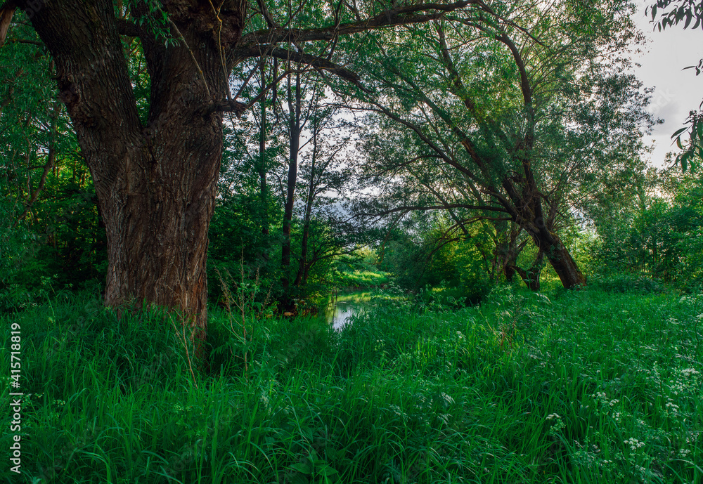 Fototapeta premium morning in the forest