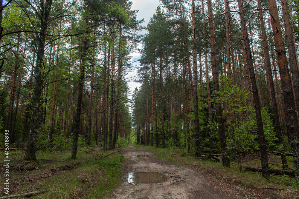 Fototapeta premium path in the woods