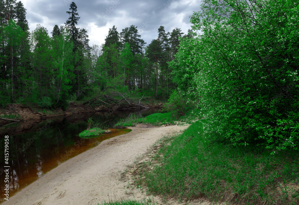 Fototapeta premium path in the forest