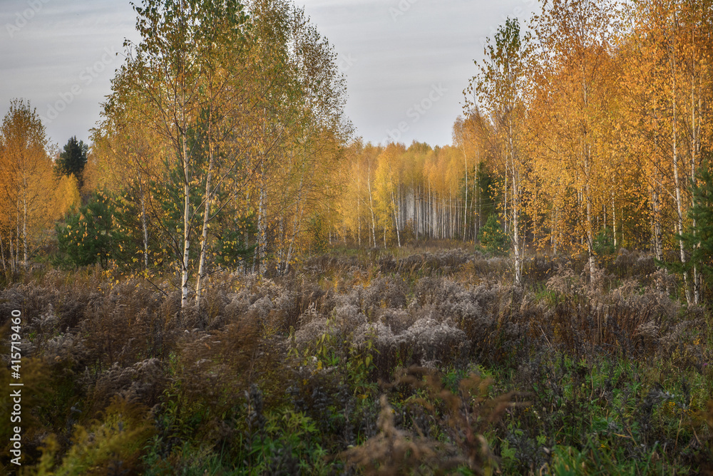 Obraz premium autumn in the forest