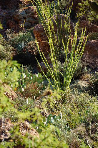 Closeup of a vine cactus growing in a dry are photo