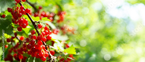 ripe red currant in a garden on green background