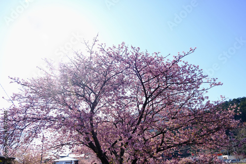 【静岡】河津桜並木（春）