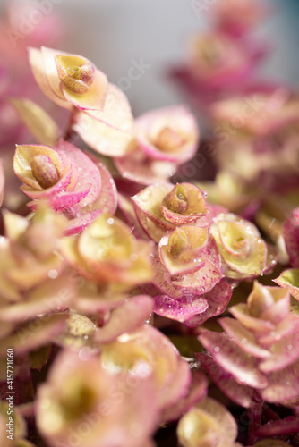 多肉植物のクローズアップ