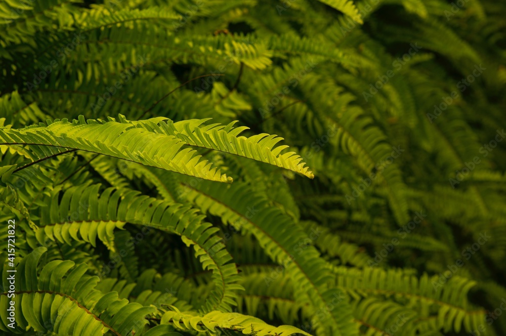Green fern leaves in shallow focus for natural background