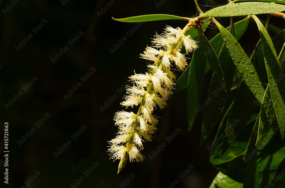 Naklejka premium Melaleuca cajuputi flower, in shallow focus, commonly known as cajuput