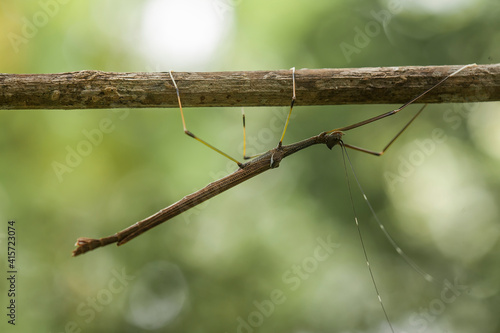 all about close up mantis photography © abdul gapur dayak