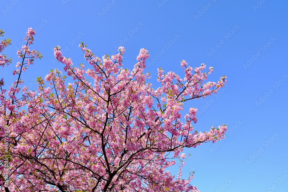 【静岡】河津桜並木(春) 【静岡】河津桜並木(春)