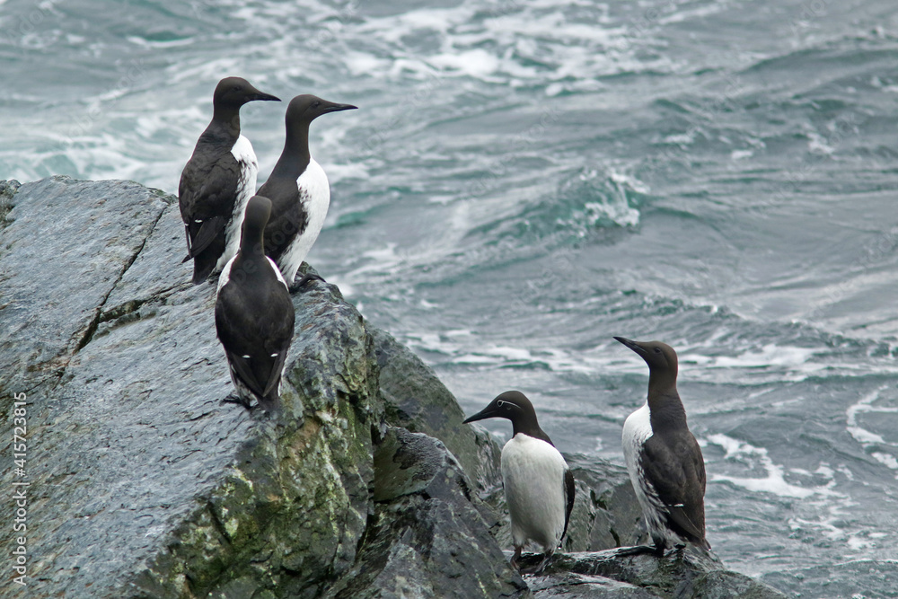 Fototapeta premium Group of common guillemots, Uria aalge on the rocks by the sea at Hornøya island, Varanger peninsula, Norway