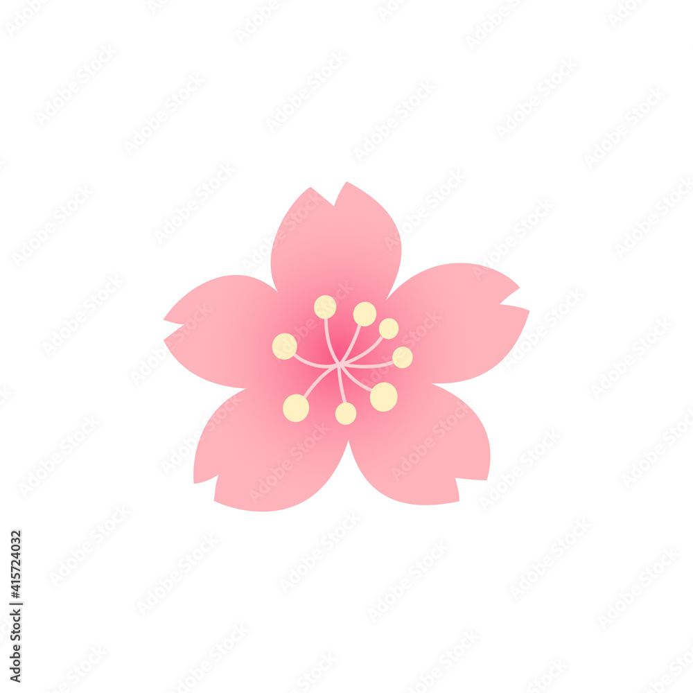 Cherry blossom flower isolated on white background.