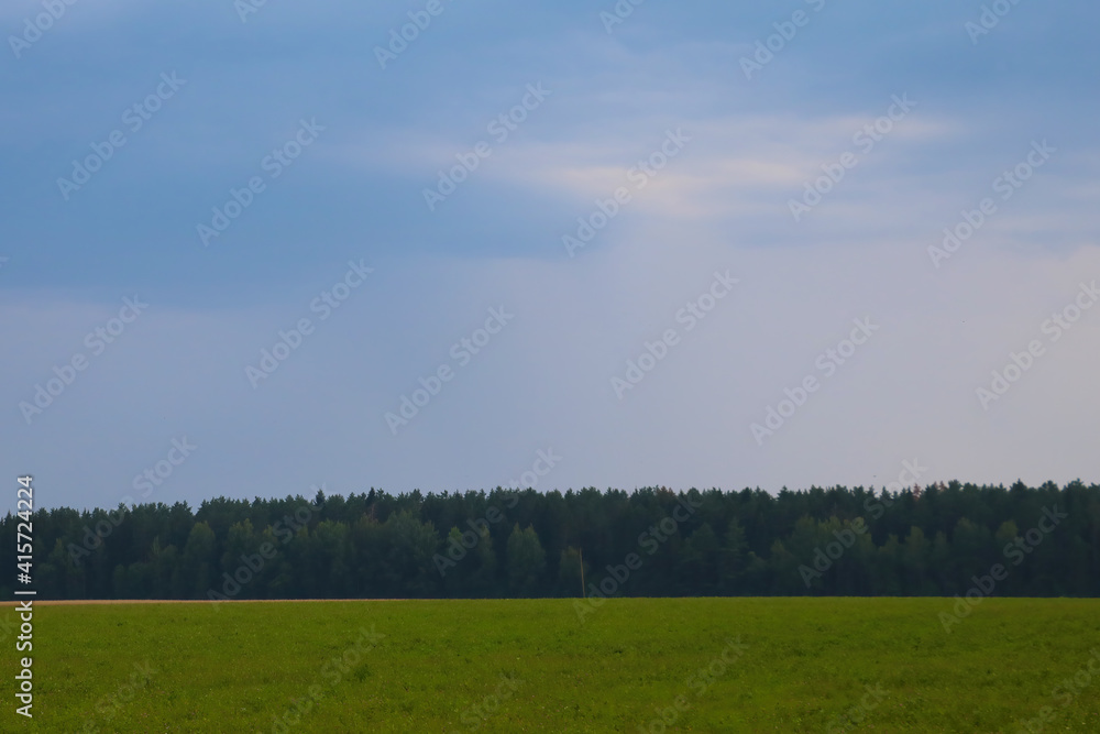Obraz premium Nice view of the forest in the countryside.