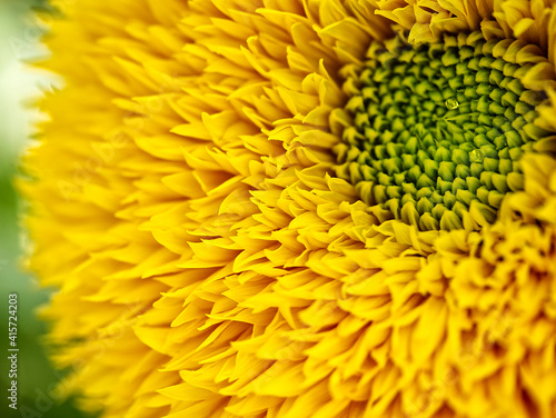 Sunflower Teddy Yellow Macro