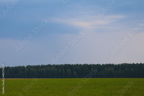 Nice view of the forest in the countryside.