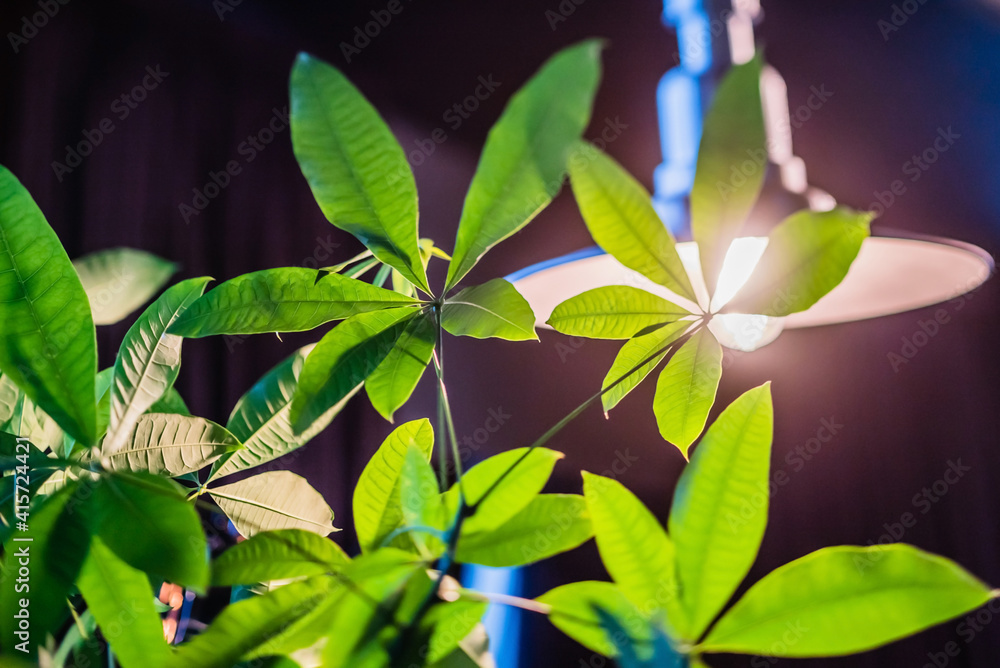 Obraz premium house plant standing nea lamp