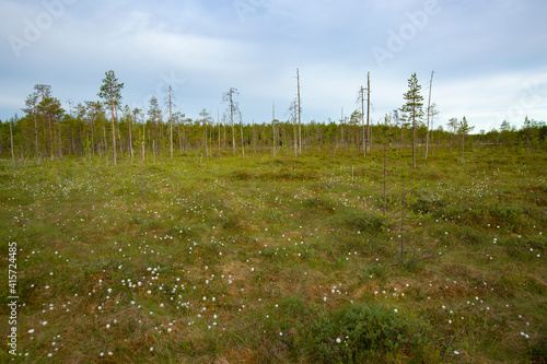 Wetland landscape in Finnish nature