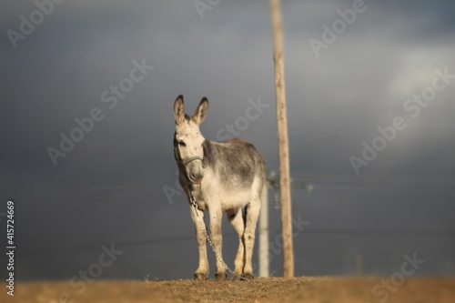 donkey and foal