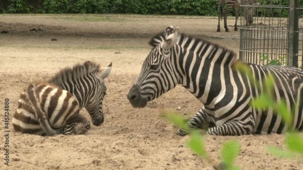 A herd of african zebras graze in Berlin zoo park A herd of african zebras graze in Berlin zoo park