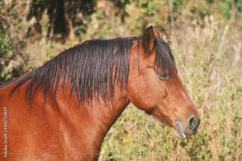 portrait of a horse