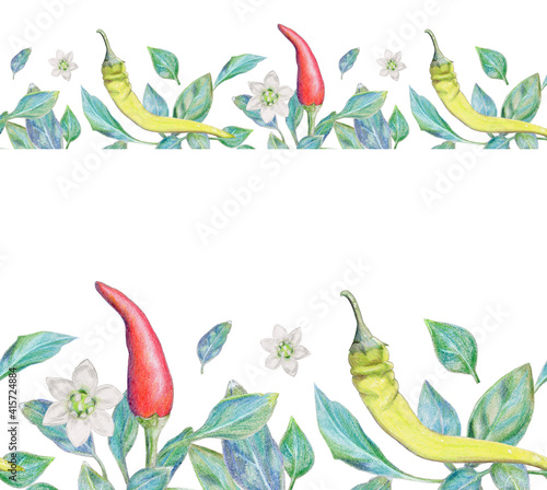 Hand-drawn horizontal seamless border with hot chilli and holopeno, with leaves and flowers. Design with watercolor pencils for the kitchen, menu, restaurant, website, scotch tape, fabric, ribbon.