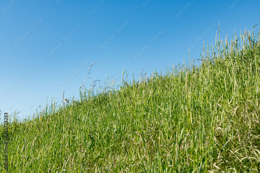 Obraz premium A green meadow with sloping horizon and blue sky
