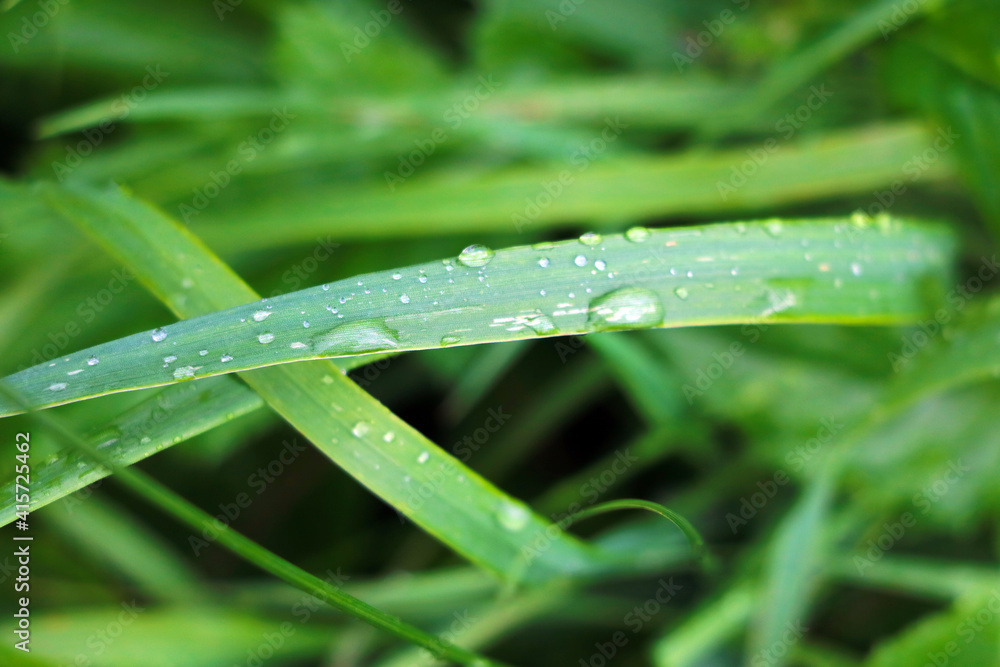 Green grass with water drops after rain. Green grass with water drops after rain.