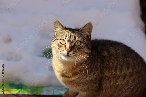 the cat is sitting in the garden