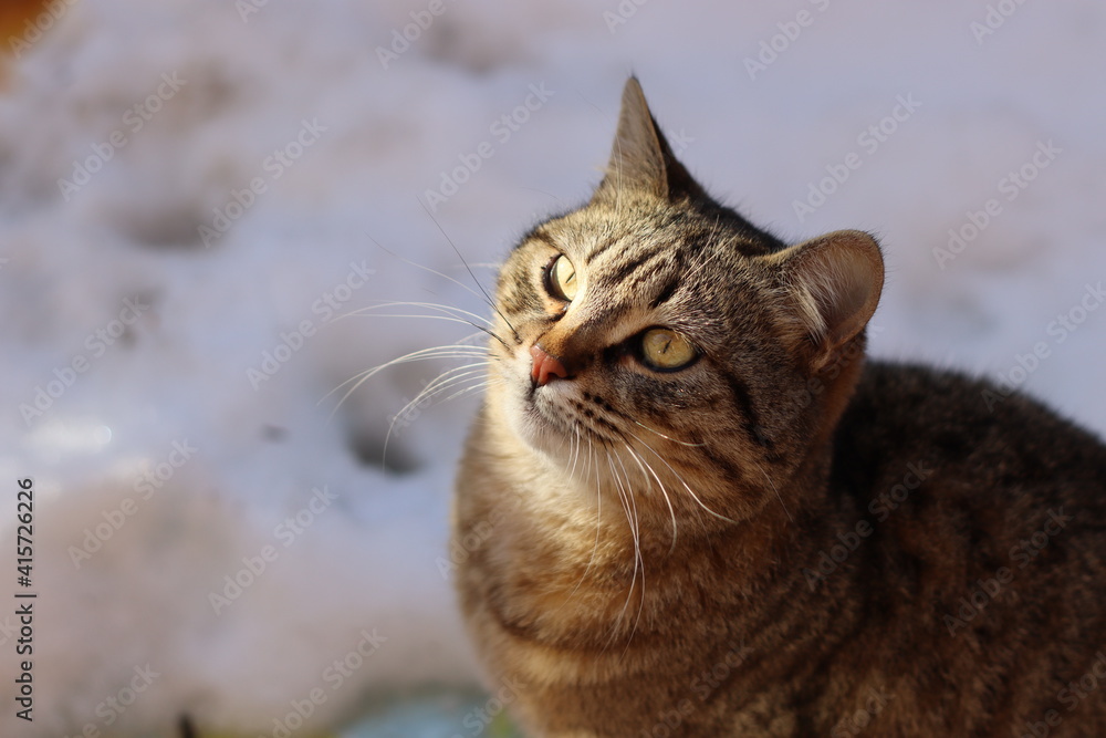 the cat is sitting in the garden the cat is sitting in the garden
