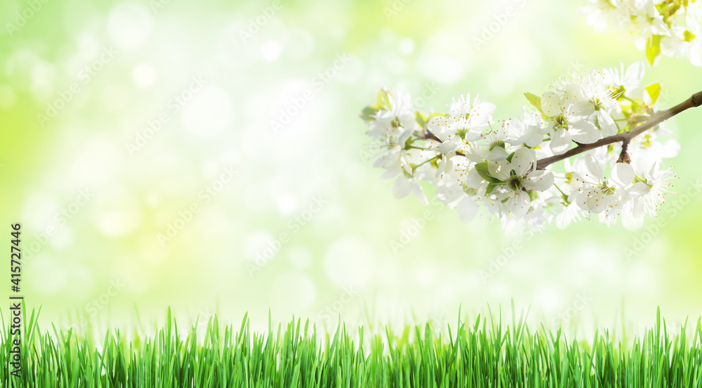 Sunny backdrop with spring cherry blossom and green grass Sunny backdrop with spring cherry blossom and green grass