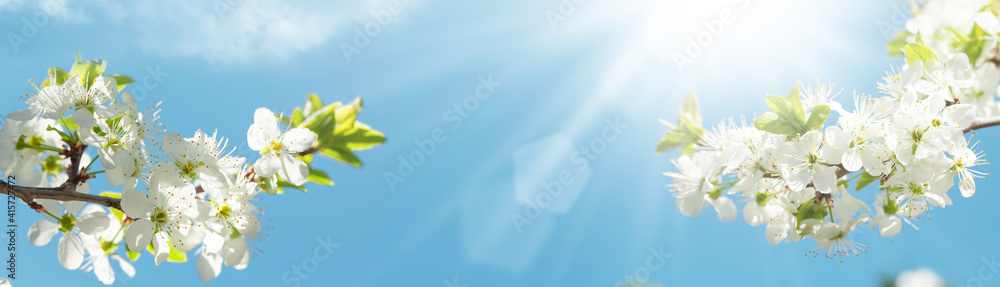 Spring cherry blossom and blue sky Spring cherry blossom and blue sky