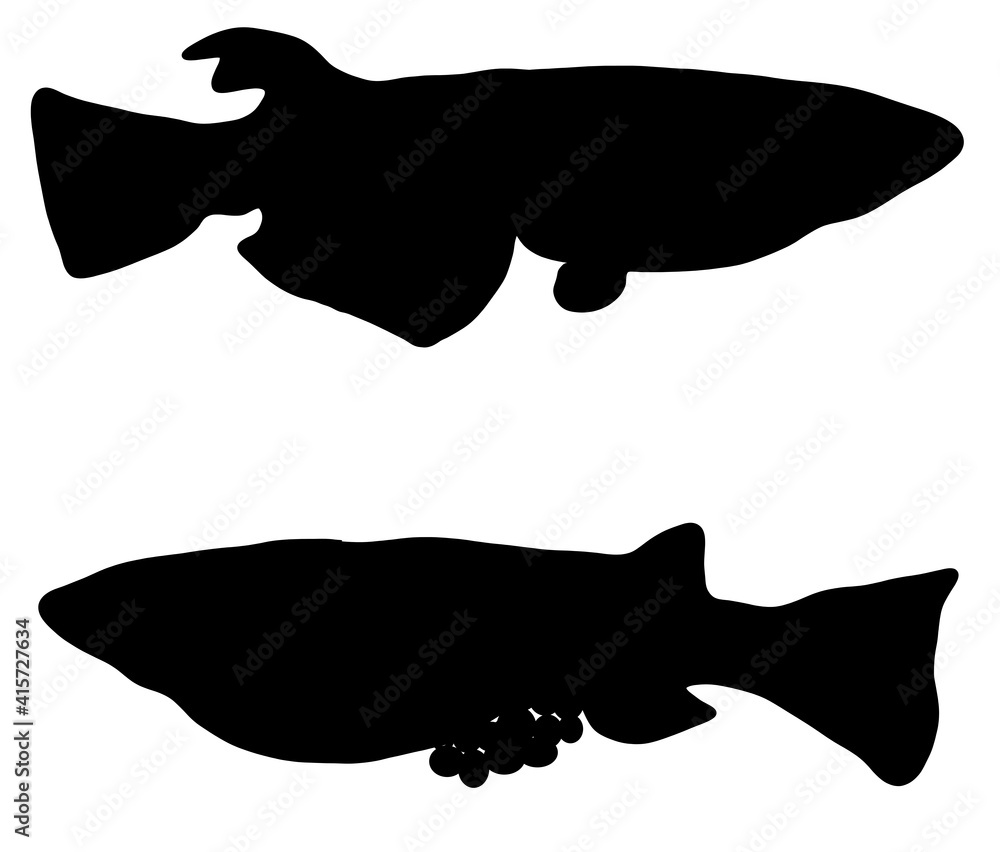 卵を抱えたメダカのシルエット Stock イラスト Adobe Stock