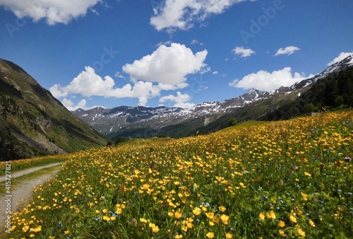 Fototapeta Naklejka Na Ścianę i Meble -  Spring in the Ötztal flowering meadows near Obergurgl on the way to the Ötztal glacier