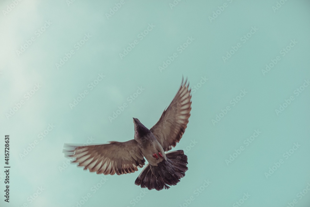 Obraz premium Bird and sky