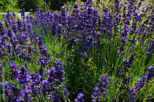 Bright purple lavender blooming in summer. Nice smell. Used in cosmetology.